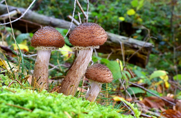 podpňovka tmavá Armillaria ostoyae (Romagn.) Herink