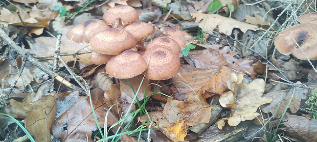 podpňovka Armillaria sp.