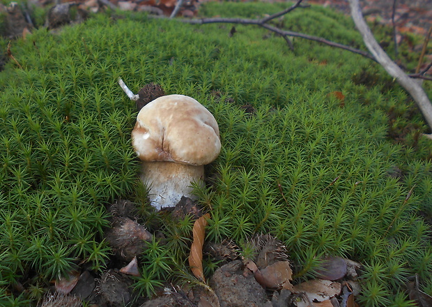 hríb smrekový Boletus edulis Bull.