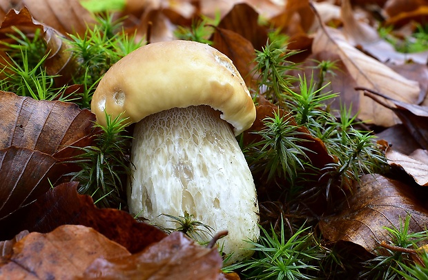 hríb smrekový Boletus edulis Bull.