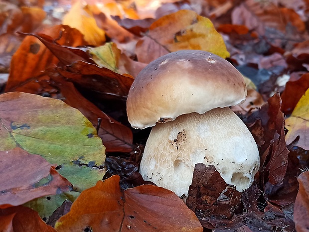 hríb smrekový Boletus edulis Bull.