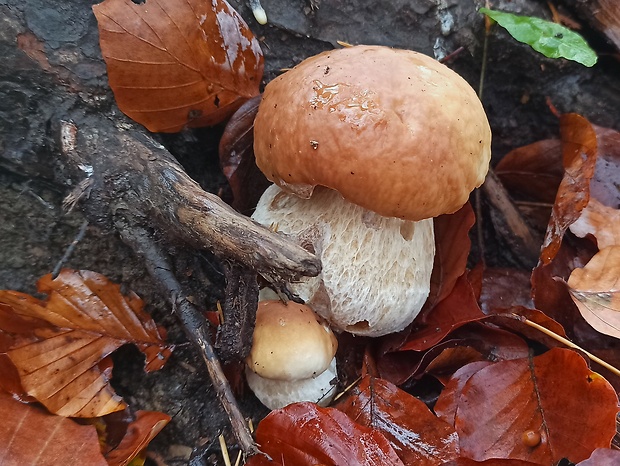 hríb smrekový Boletus edulis Bull.