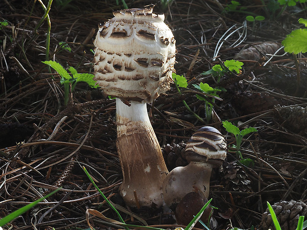 bedľa červenejúca Chlorophyllum rachodes (Vittad.) Vellinga