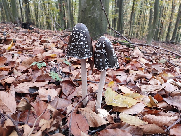 hnojník strakatý Coprinopsis picacea (Bull.) Redhead, Vilgalys & Moncalvo