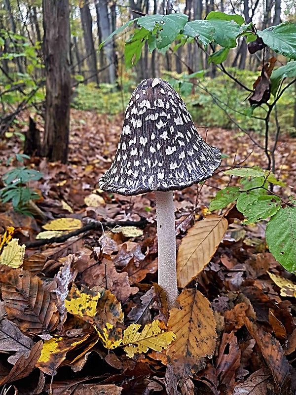 hnojník strakatý Coprinus picaceus (Bull.) Gray