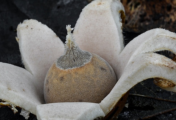 hviezdovka mechovitá Geastrum saccatum Fr.