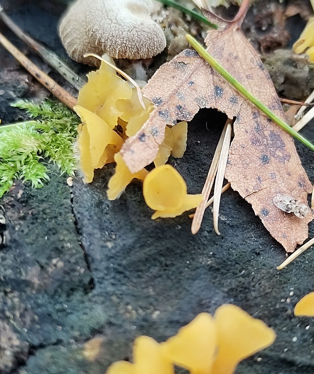 trasľavka pohárikovitá? Guepiniopsis buccina (Pers.) L.L. Kenn.