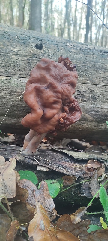 ušiak Gyromitra sp.