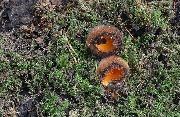 humária Humaria aurantia (Clem.) Häffner, Benkert & Krisai