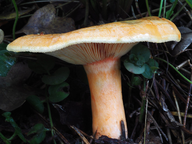 rýdzik jedľový Lactarius salmonicolor R. Heim & Leclair