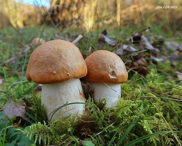 kozák osikový Leccinum albostipitatum den Bakker & Noordel.