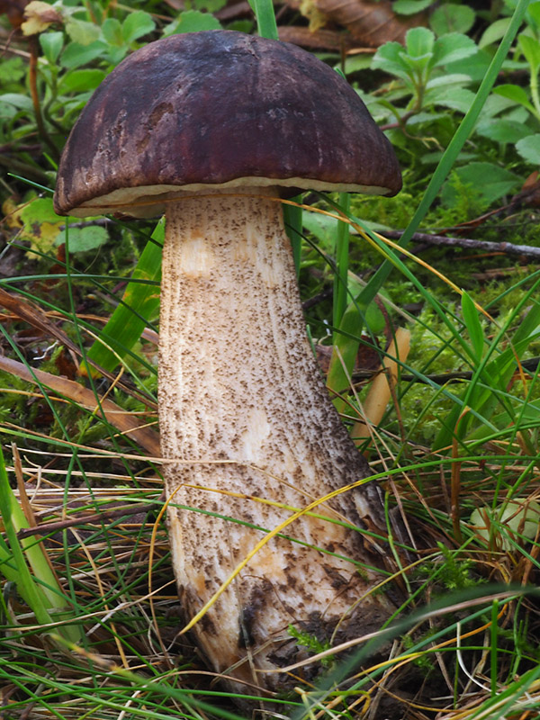 kozák brezový Leccinum scabrum (Bull.) Gray