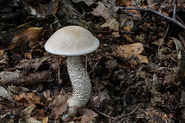 kozák brezový Leccinum scabrum (Bull.) Gray