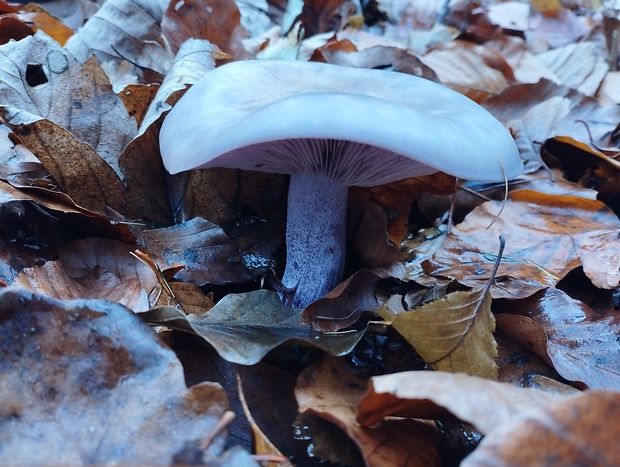 pôvabnica fialová Lepista nuda (Bull.) Cooke