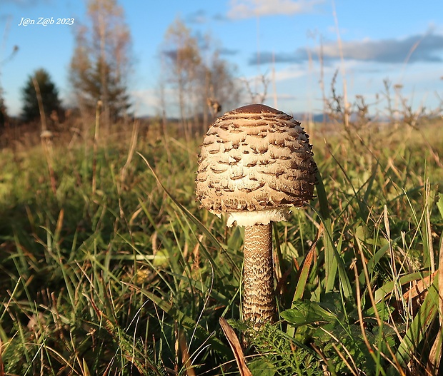 bedľa vysoká Macrolepiota procera (Scop.) Singer