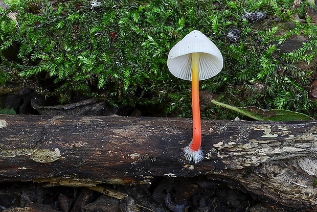 prilbička šafranová Mycena crocata (Schrad.) P. Kumm.