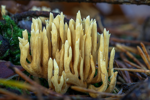 strapačka Ramaria sp.