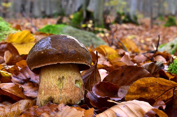 hríb zrnitohlúbikový Sutorius luridiformis (Rostk.) G. Wu & Zhu L. Yang