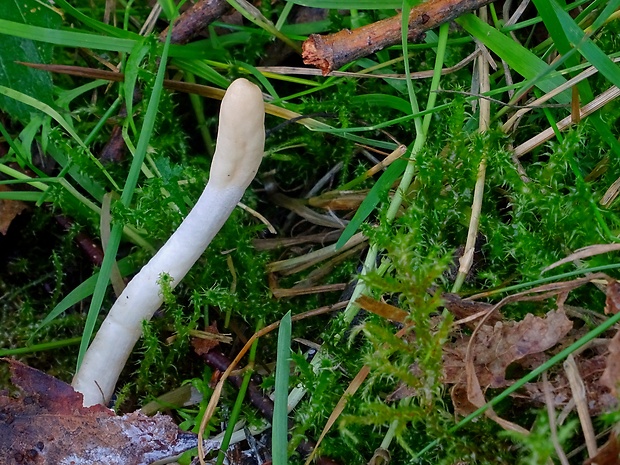 kyjovec tmavnúci Trichoderma leucopus Jaklitsch