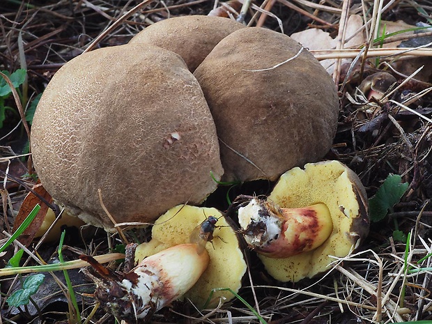 suchohríb uťatovýtrusný Xerocomellus porosporus (Imler ex Watling) Šutara