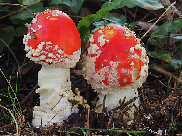 muchotrávka červená Amanita muscaria (L.) Lam.