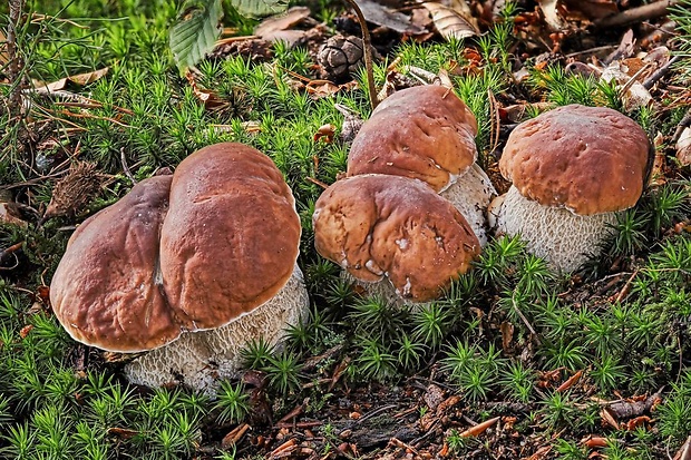 hríb smrekový Boletus edulis Bull.