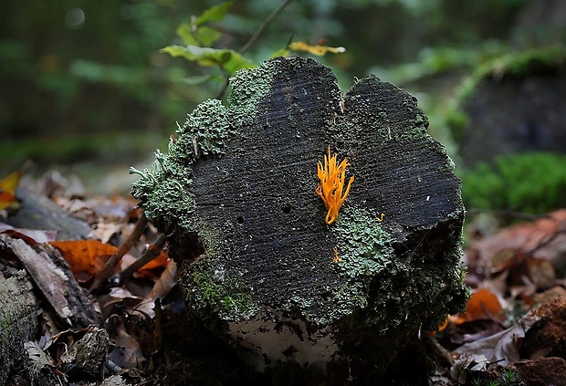 parôžkovec lepkavý Calocera viscosa (Pers.) Fr.