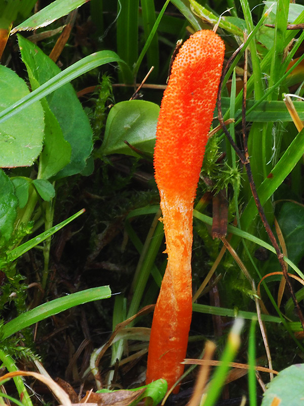 žezlovka hmyzová Cordyceps militaris (Fr.) Link