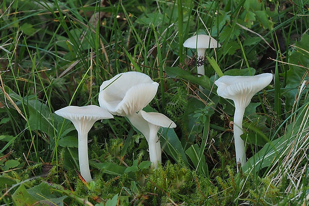 lúčnica snehobiela Cuphophyllus virgineus (Wulfen) Kovalenko