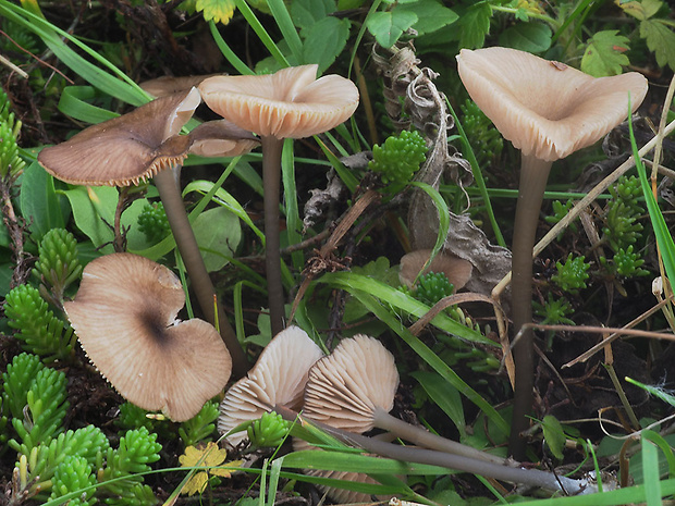 hodvábnica okatá Entoloma exile (Fr.) Hesler