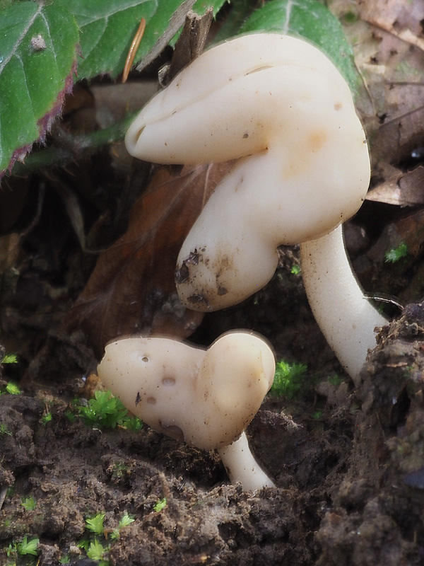 chriapač jamkatý Helvella lacunosa Afzel.