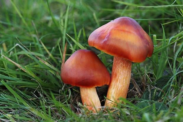 lúčnica granátovočervená Hygrocybe punicea (Fr.) P. Kumm.