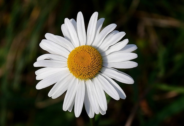 margaréta biela Leucanthemum vulgare Lam.