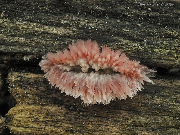 žilnačka pralesná Phlebia centrifuga P. Karst.