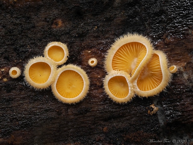 hlivník hniezdovitý Phyllotopsis nidulans (Pers.) Singer