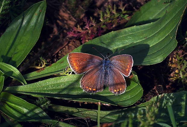 modráčik obyčajný (sk) / modrásek jehlicový (cz) Polyommatus icarus (Rottemburg, 1775)