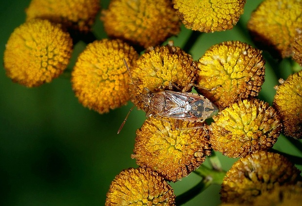 obrubnica burinová (sk) / vroubenkovka (cz) Rhopalus subrufus (Gmelin, 1790)