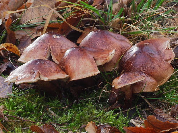 čírovka plavohnedá Tricholoma fulvum (Fr.) Bigeard & H. Guill.