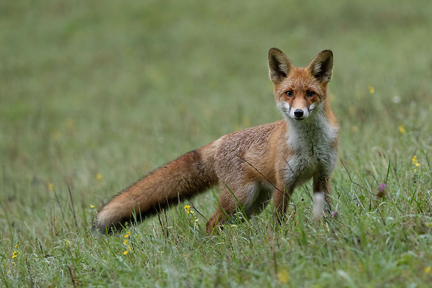 líška hrdzavá Vulpes vulpes