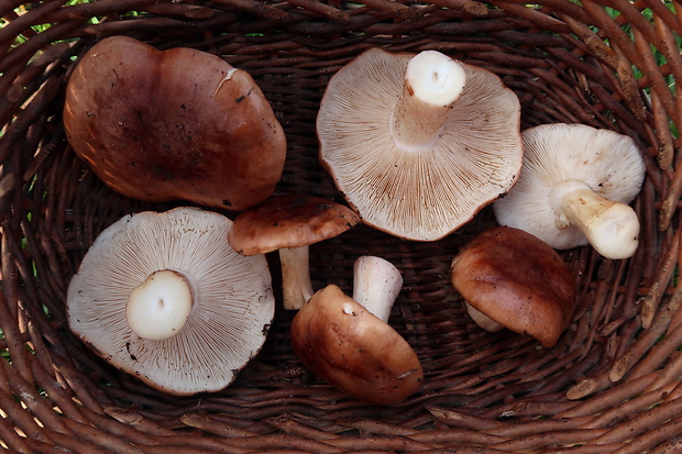 čírovka topoľová Tricholoma populinum J.E. Lange