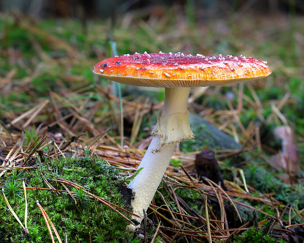 muchotrávka červená Amanita muscaria (L.) Lam.