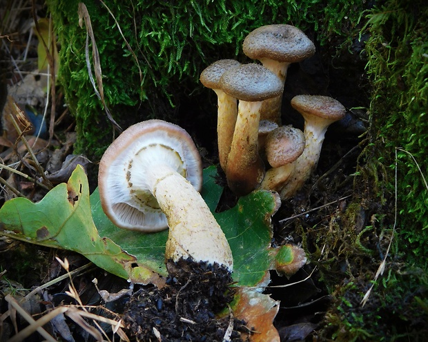 podpňovka žltá Armillaria gallica Marxm. & Romagn.