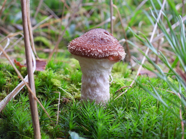 podpňovka Armillaria sp.