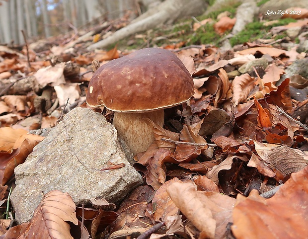 hríb smrekový Boletus edulis Bull.