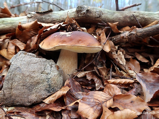 hríb smrekový Boletus edulis Bull.