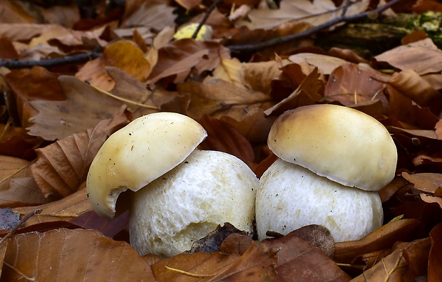 hríb smrekový Boletus edulis Bull.