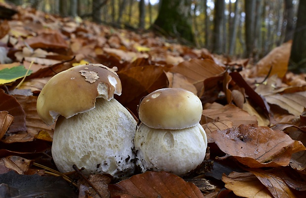 hríb smrekový Boletus edulis Bull.