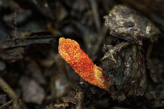 žezlovka hmyzová Cordyceps militaris (Fr.) Link