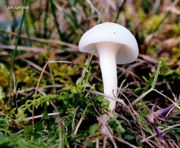 lúčnica snehobiela Cuphophyllus virgineus (Wulfen) Kovalenko