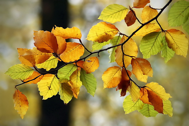 buk lesný Fagus sylvatica L.